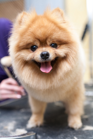 Grooming Pomeranian dog by professional groomer, hairdresser, dog haircutの写真素材