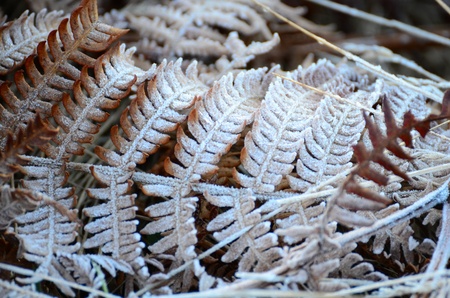 Leaves are covered with frost in winter.の写真素材