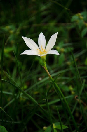 Flowers bloom.の写真素材