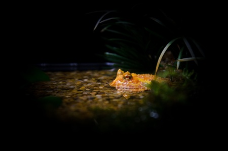 Toad in the pondの写真素材