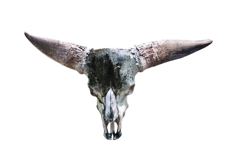Skull of a buffalo.の写真素材