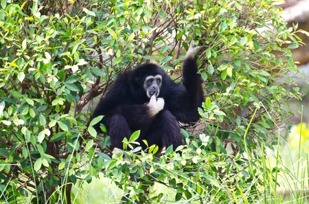 Gibbon mother sitting in the bushes.