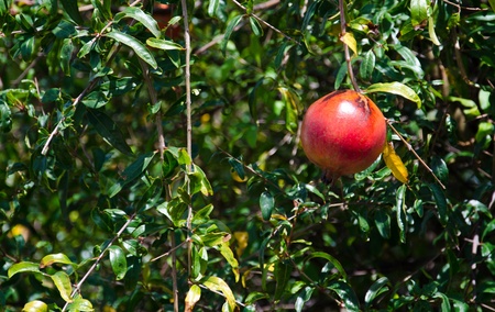 pomegranateの写真素材