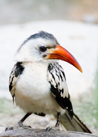 Baby Horn-bills are birds that live in hollow trees.の写真素材