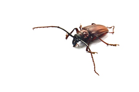 Megopis costipennis a beetle on a white background の写真素材