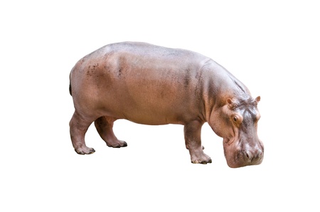 Hippopotamus isolated on the white background の写真素材