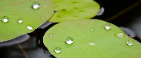 Drops of water on a lotus leaf の写真素材