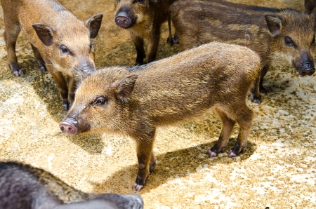 Young wild boar and family の写真素材