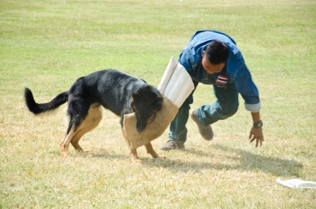 THAILAND- JANUARY 12: Show Dogs of War, Thailand's Air Force. Don Muang Airshow, January 12, 2013, Don Muang Airport, Bangkok, Thailand. のeditorial素材