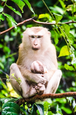 Baby monkey in the embrace of the mother 