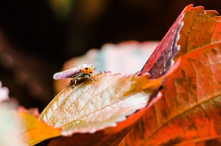 Insect that looks like a smile の写真素材