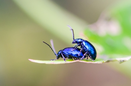 Flea beetle (Phyllotreta chontanica) are mating.の写真素材