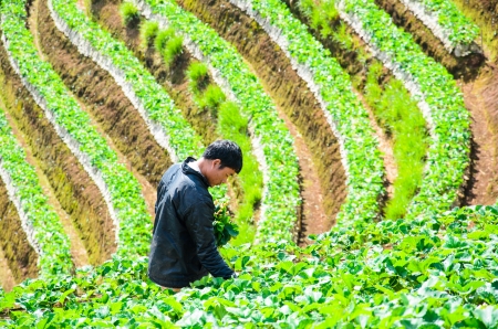 CHANGMAI - DECEMBER  6   Unidentified man is harvesting strawberry in him strawberry farm at her village on December 6, 2013 in Changmai, Thailand のeditorial素材