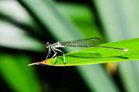 Dragonfly  coleopteres splendens の写真素材