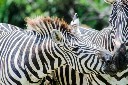 Wild Zebra socialising in nature の写真素材