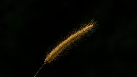 Beautiful of reeds grass at sunset on black backgroundの写真素材
