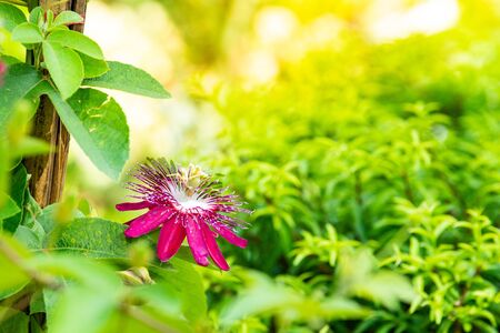 Blue Passion flower (Passiflora caerulea) blooming in the garden.の写真素材