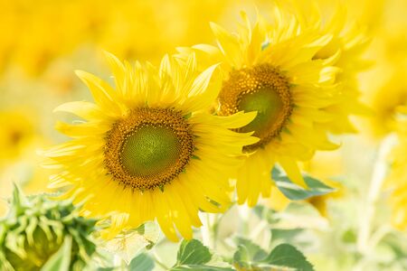 Sunflowers bloom in field for agriculture industry on the autumn.の写真素材