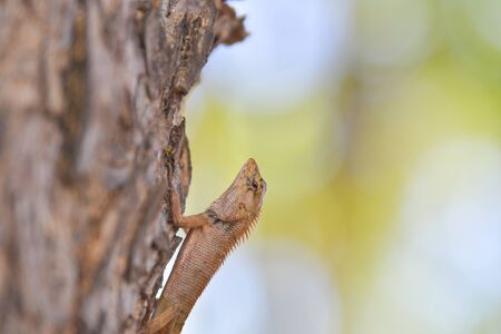Lizard on the tree in tropical rain forest.