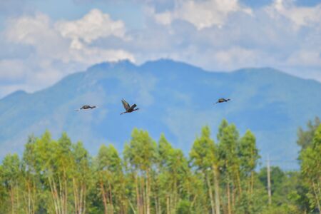 Glossy Ibis bird (Plegadis falcinellus) flying on blue sky.の写真素材