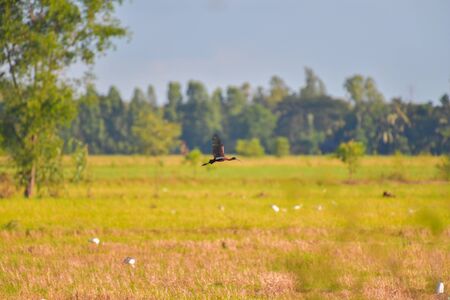 Glossy Ibis bird (Plegadis falcinellus) flying in rural.の写真素材
