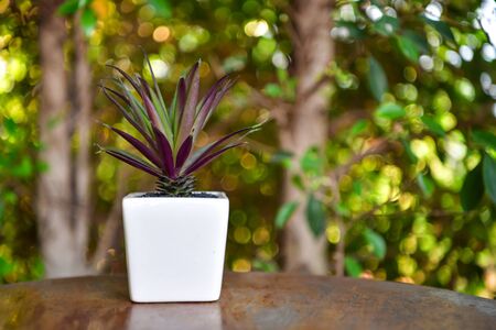 Plants in white pots for decorating the living roomの写真素材