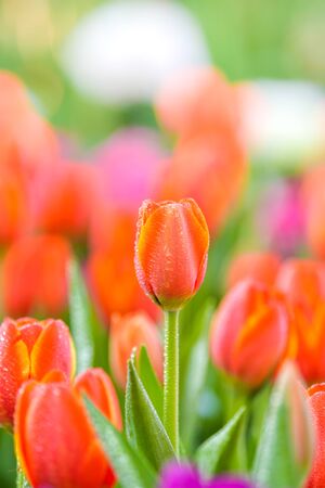 Tulip flowers in garden. Spring nature background.の写真素材