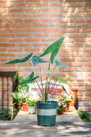 Alocasia zebrina in green pot for decorative on table at home and office.の写真素材