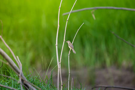 Common Tailorbird, Orthotomus sutorius, perching on branch.の写真素材