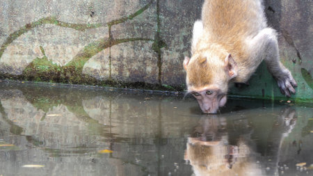 Northern Pig-tailed Macaque in nature.の写真素材