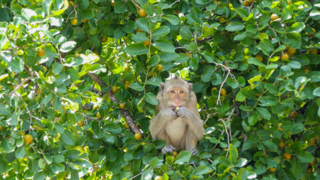 Northern Pig-tailed Macaque in nature.の写真素材
