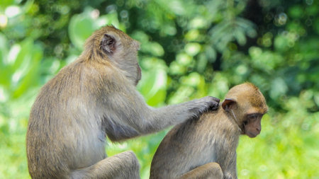 Northern Pig-tailed Macaque in nature.の写真素材