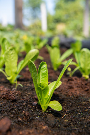 Romaine Lettuce growing on a farm. Organic food.