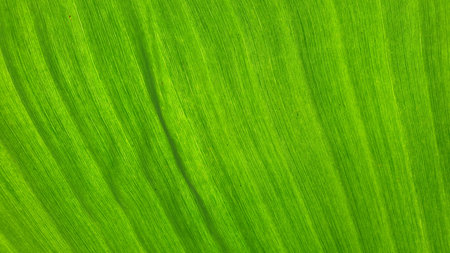 Texture of green leaf as background, close-up. Green leaf texture