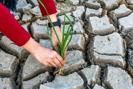 Woman hands holding grass growing on cracked earth background with arid areaの写真素材