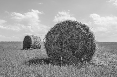 Hay bale in the countrysideの写真素材