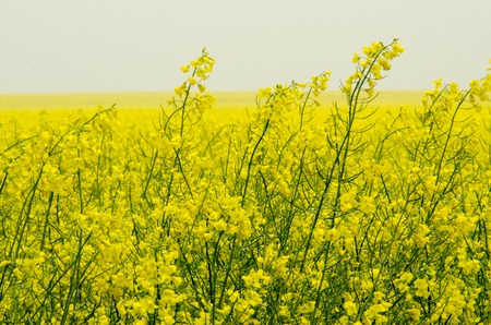 rape blossom