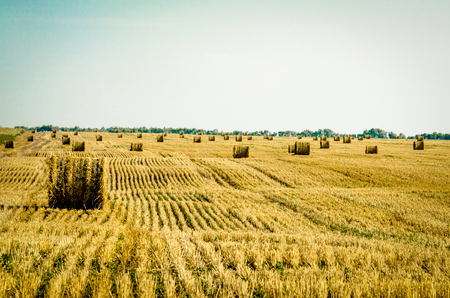 Hay in the stacks on the field.の写真素材