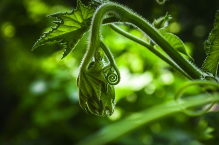 Close up of spiral green leaf in green background.の写真素材