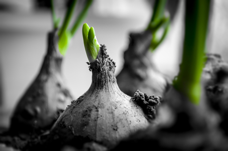 Fresh sprouts of green onion.の写真素材