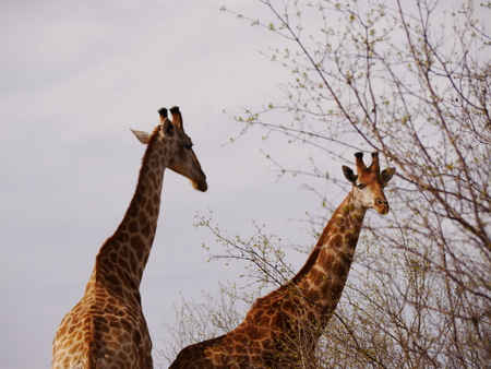 wildlife nature and moreの写真素材