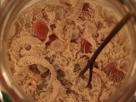 A jar of marinated tomatoes covered with mold