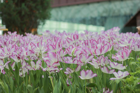 Tulip fieldの写真素材