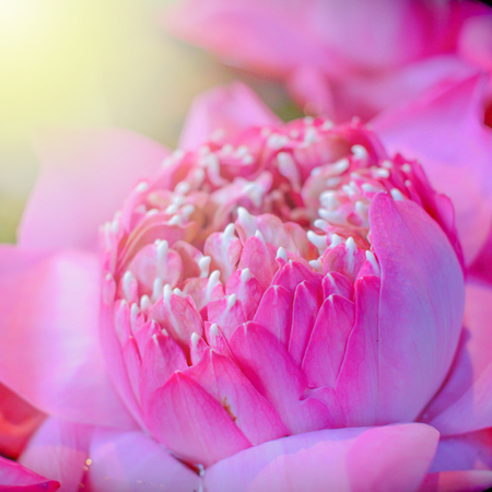 Pink indian lotusの写真素材