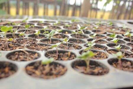 Sprout planting in the little pot the vegetable for healthの写真素材
