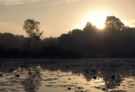 Sunrise emerging from behind tree over a lake.の写真素材