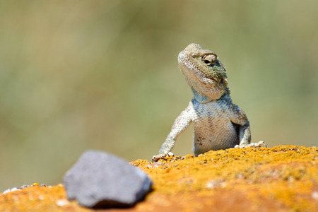 Agama lizard. Agama is the name of the genus of the group of small, long-tailed, insectivorous lizards, and the common name of these lizards.の写真素材