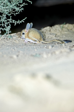 Jerboa / Jaculus. The jerboa are a steppe animal and lead a nocturnal life. Jerboas are hopping desert rodents found in Northern Africa and Asia east to northern China and Manchuria. They tend to live in hot deserts.の写真素材