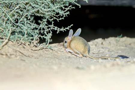 Jerboa / Jaculus. The jerboa are a steppe animal and lead a nocturnal life. Jerboas are hopping desert rodents found in Northern Africa and Asia east to northern China and Manchuria. They tend to live in hot deserts.の写真素材