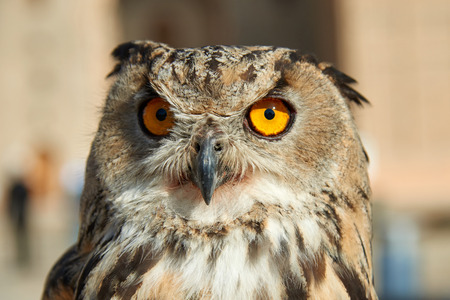 Owl. Owls are birds from the order Strigiformes, which includes about 200 species of mostly solitary and nocturnal birds. Owls hunt mostly small mammals, insects, and other birds.の写真素材